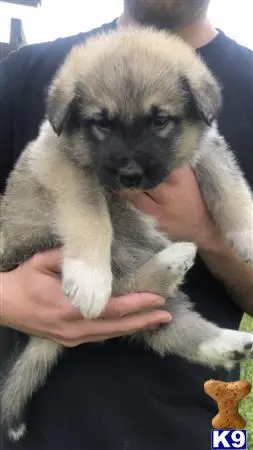 Alaskan Malamute stud dog